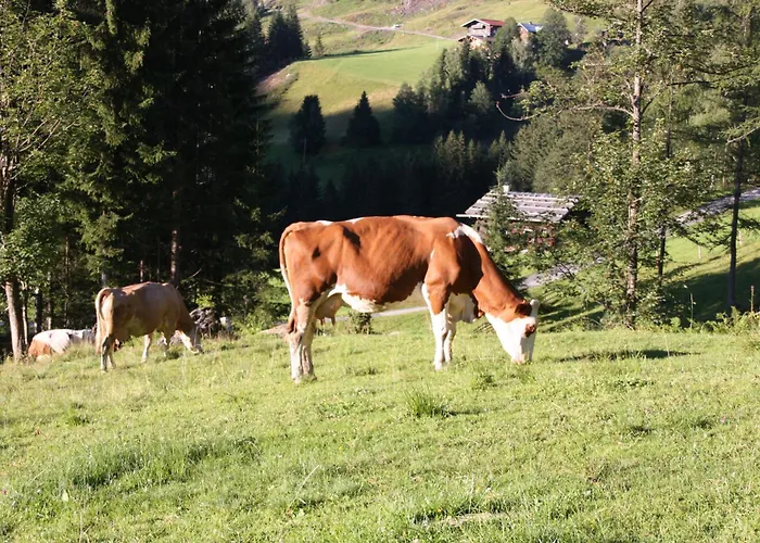 Apartements Richlegghof * Filzmoos